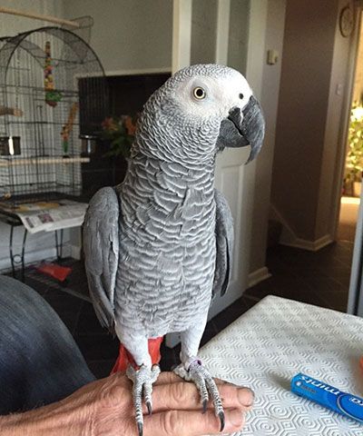 African Grey Parrot