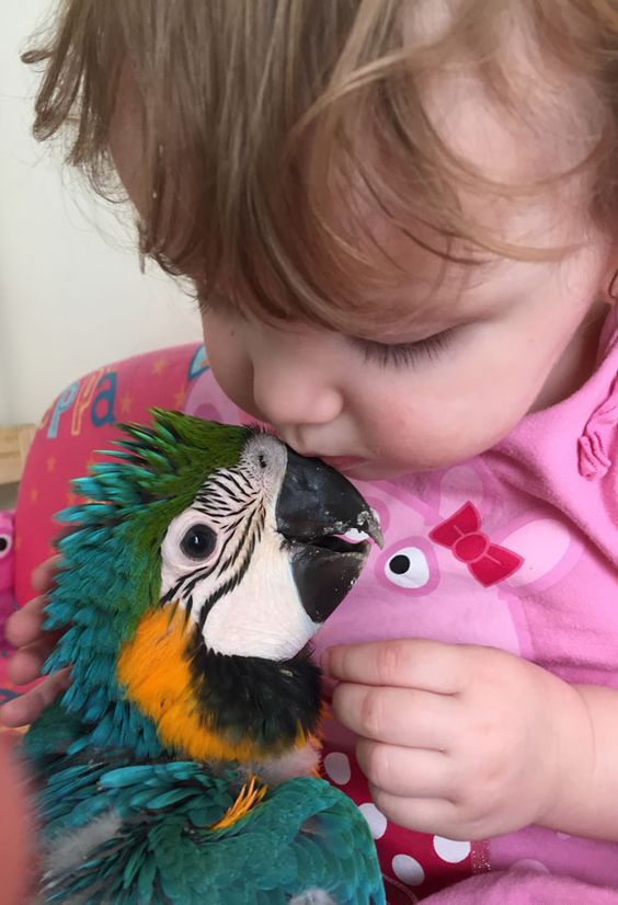 Macaw Parrots