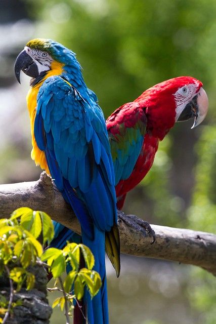Macaw Parrots