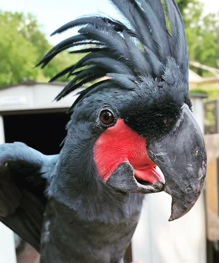 Black Palm Cockatoos