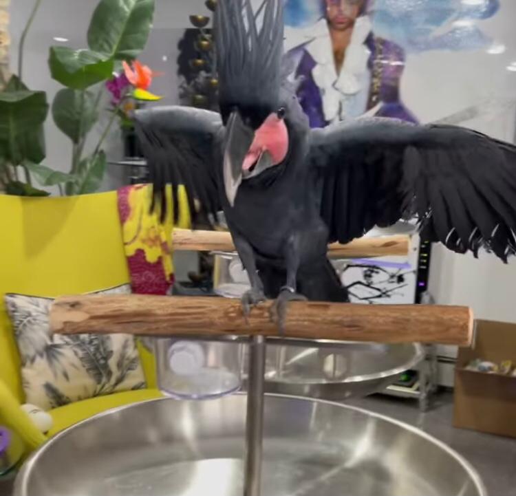Black Palm Cockatoos