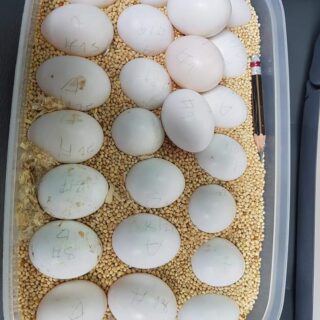 Macaw Eggs