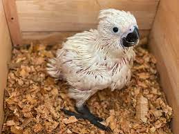 Baby umbrella cockatoo chicks - Image 3
