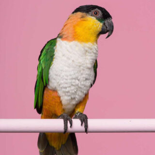 BLACK HEADED CAIQUES BIRDS