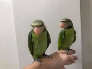 ALEXANDRINE RINGNECK PARAKEET PARROTS - Image 3