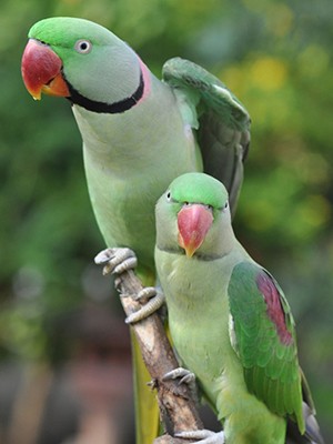 Alexandrine Ringneck Parakeet Parrots