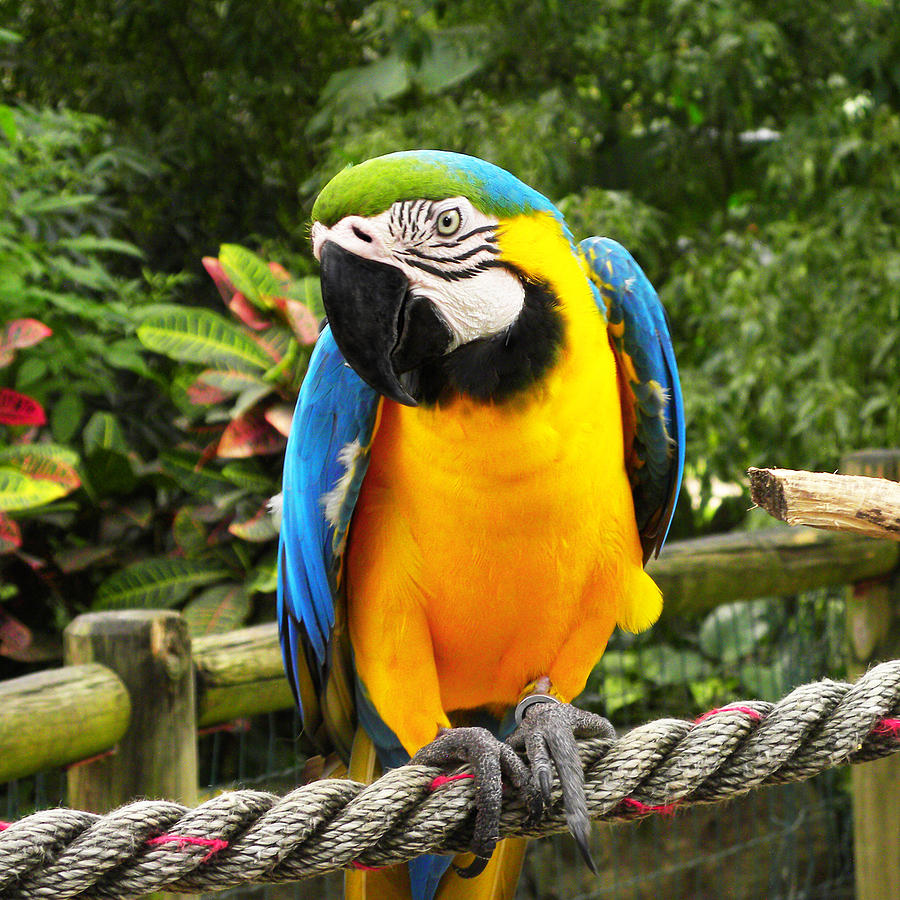 Blue and Gold Macaw Parrots