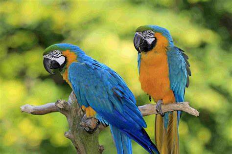 Blue and Gold Macaw Parrots