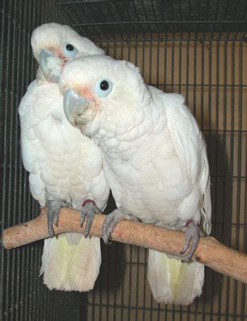 Goffin Cockatoos parrots