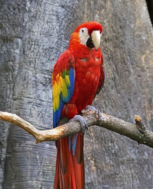 Scarlet Macaw parrots
