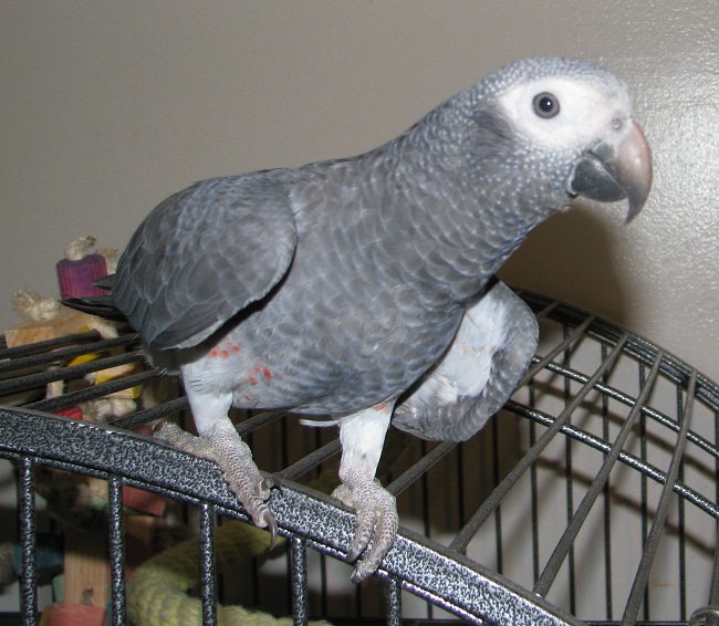 Timneh African Grey Parrots