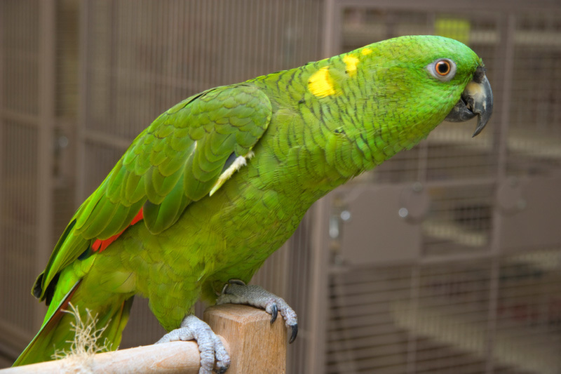 Yellow Naped Amazon Parrots