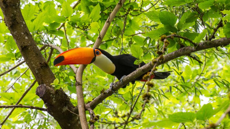 Toco Toucan for Sale - Image 2