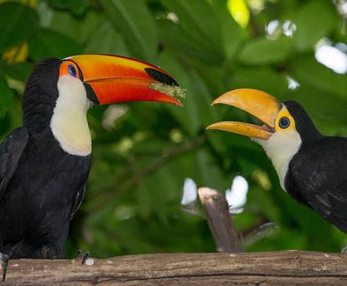Toco Toucan for Sale