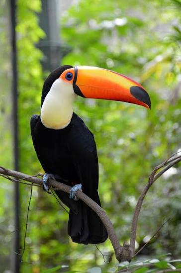 Toco Toucan for Sale - Image 4