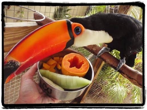 Toco Toucan for Sale - Image 3